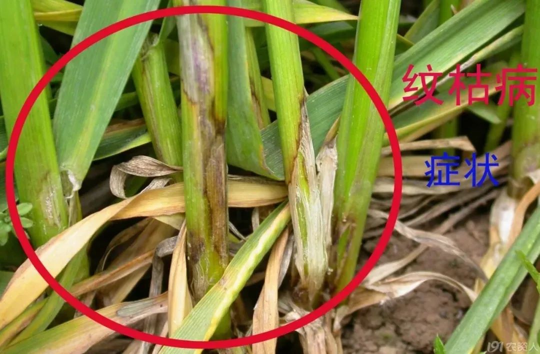 小麦纹枯病白粉病如何防治