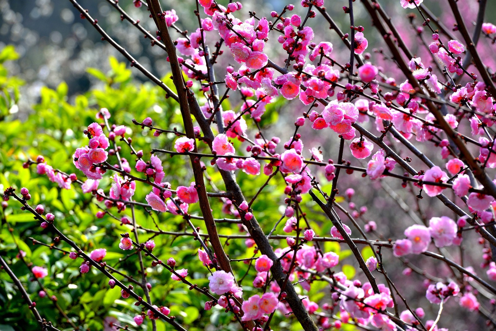 江南春天梅花先赏梅正当时