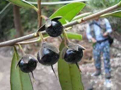 黄元柴是消暑解渴的极佳食品.