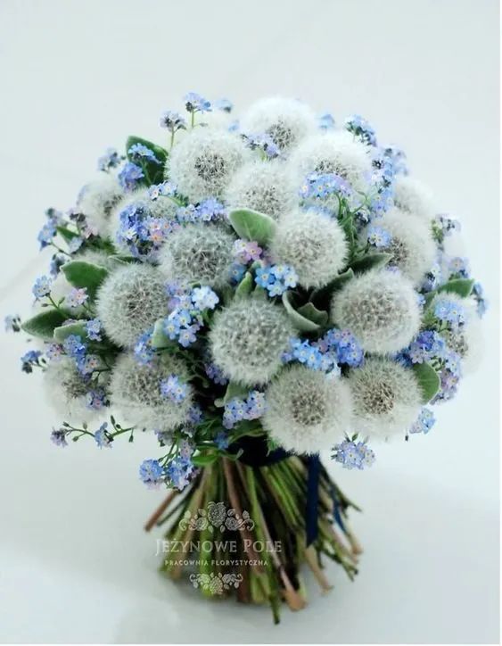 你以为蒲公英只是吹着玩儿的吗