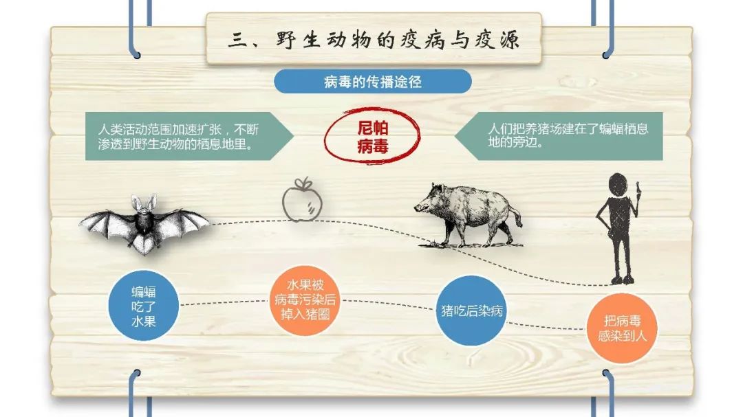 科普野生动物疫源疫病防控知识手册