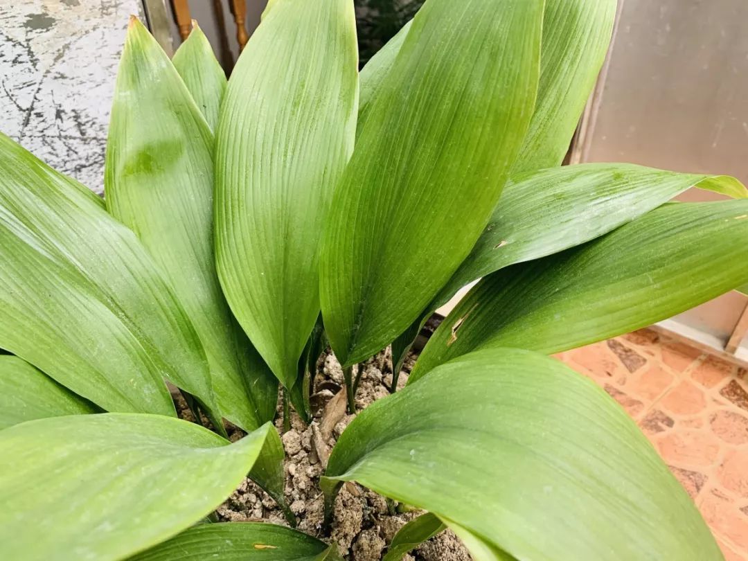 西浦草木三百六十蜘蛛抱蛋