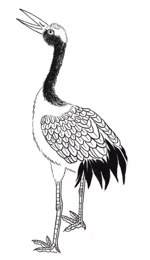 鹅仙鹤白鹭的各类白描形态很生动