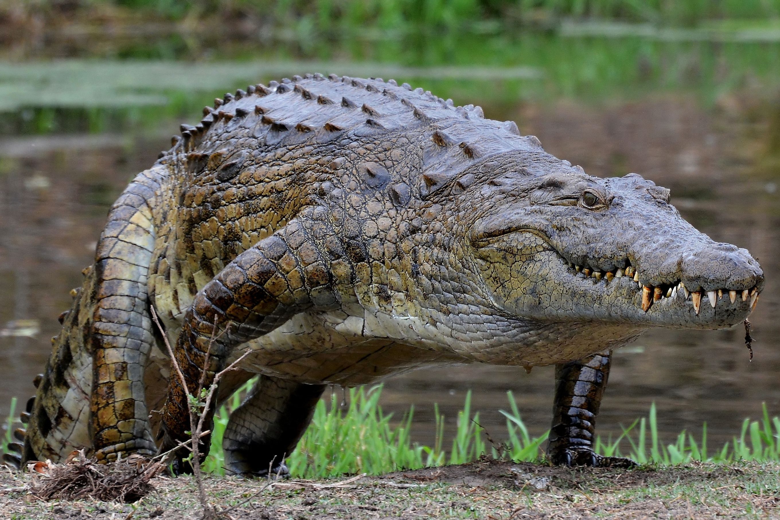 非洲莫桑比克尼罗鳄与河马狩猎