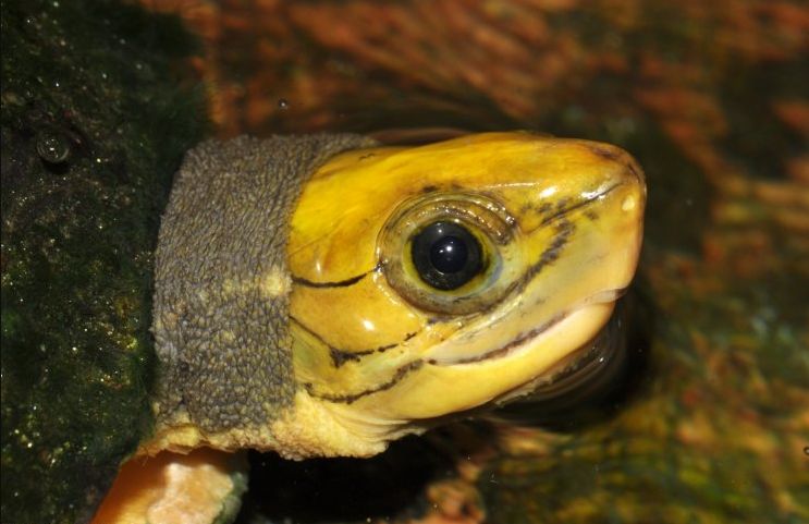 深水金头龟图片
