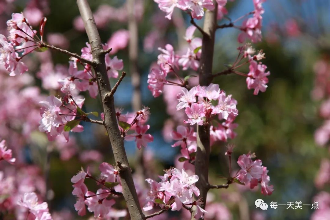 海棠花昆明圆通山记忆