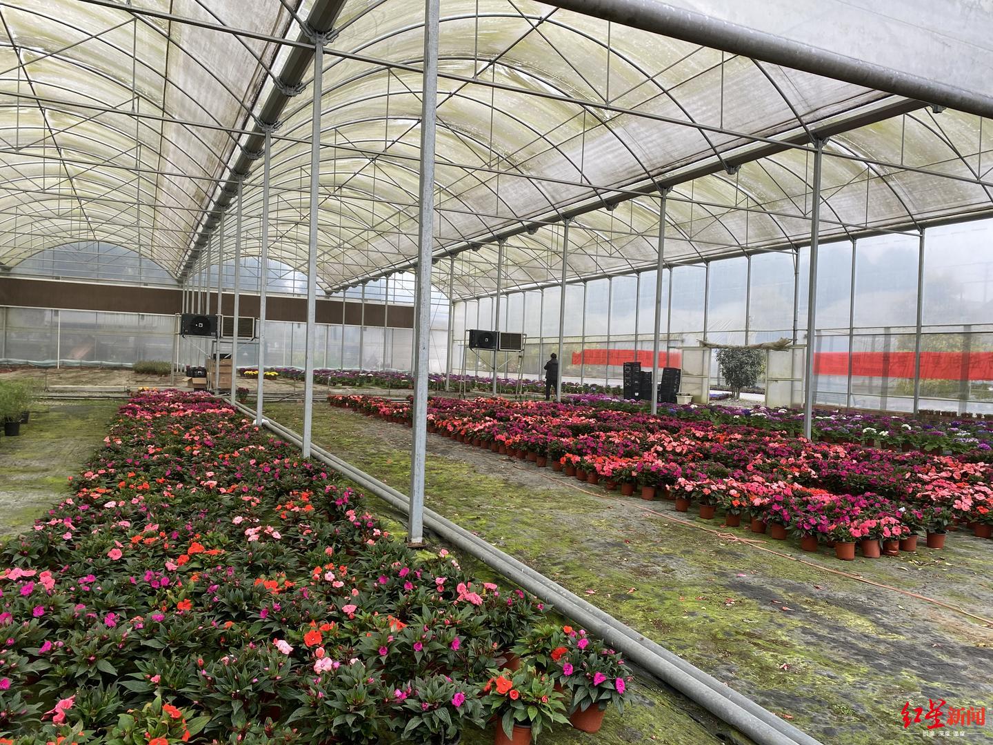 眼看花要烂在大棚里,成都四家单位雪中送炭订了50万盆_花卉