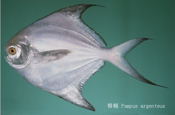 还有一类四四方方,也多为银白色的菱形鱼类,名称牌上写着鲳鱼二字