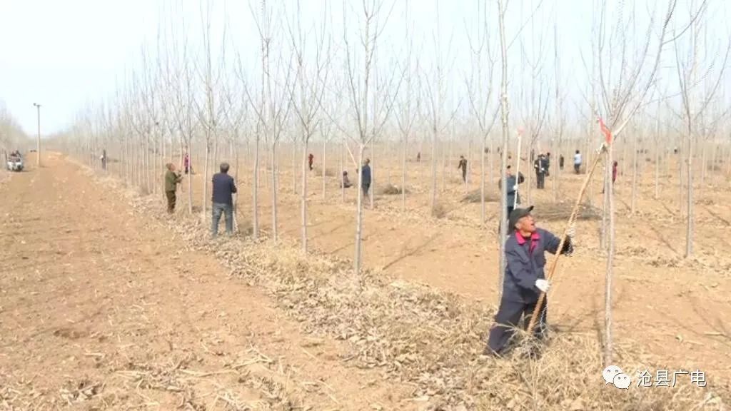 复工复产沧县农业专业合作社带头抢农时