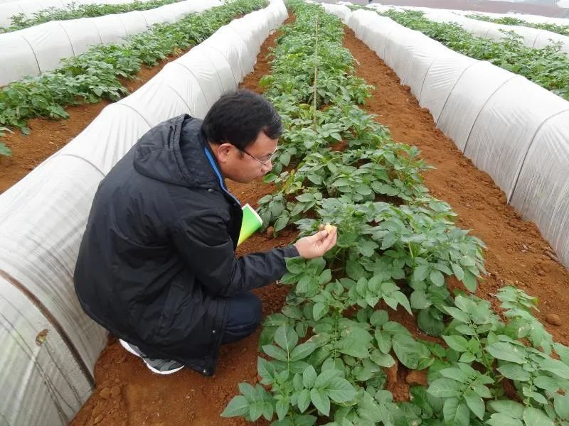 農民朋友關於土豆種植在線提問在線解答