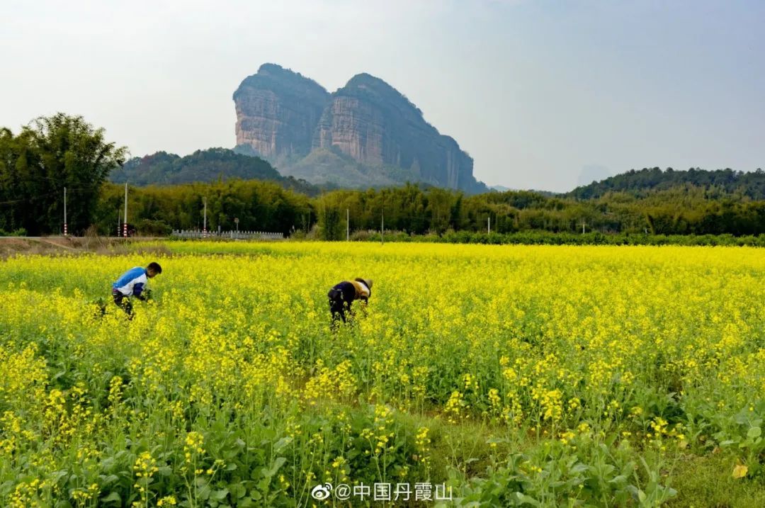 位于在丹霞山腹地的夏富村,车湾村等地的千余亩油菜迎来