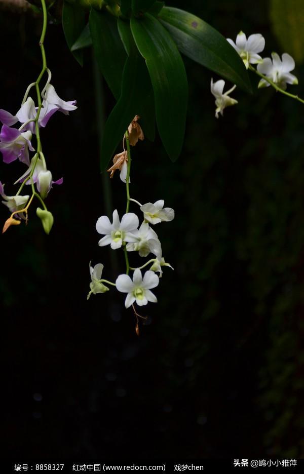 七言绝句你幽兰