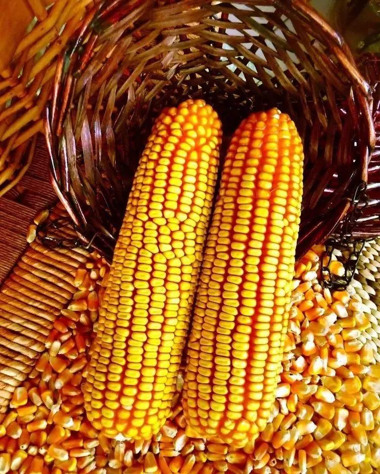 大棒子细红轴深马齿乡亲们一直苦苦寻找的好品种让咱给找着啦~一块