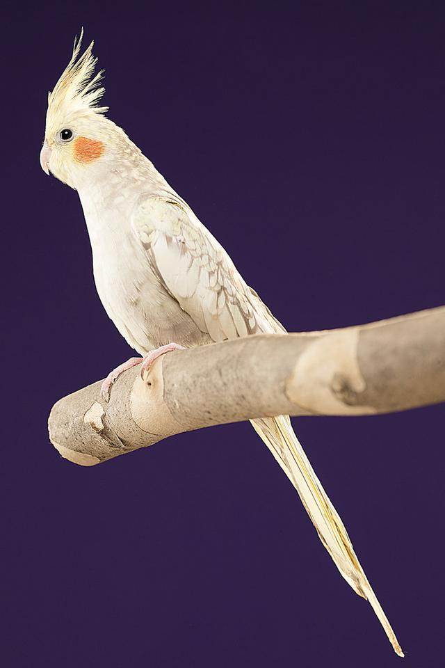 "图"个明白_鹦鹉