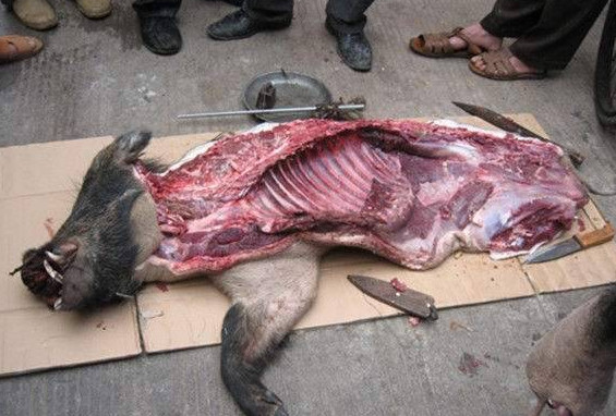 杀害动物残忍的图片图片