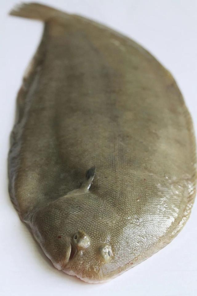 鳜鲥鳎鲉鲬鲿鳢鲷䲟鳓鳑鲏鲯鳅鳗鲡你都认识吗