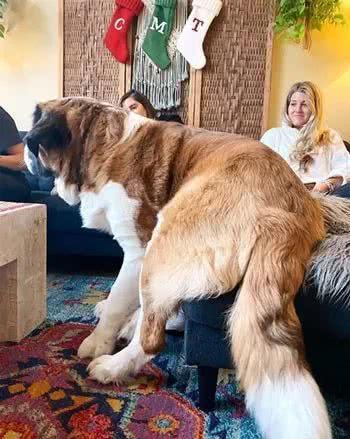 小狗长大变136斤,但还要主人背着!主人试了一次太恐怖了