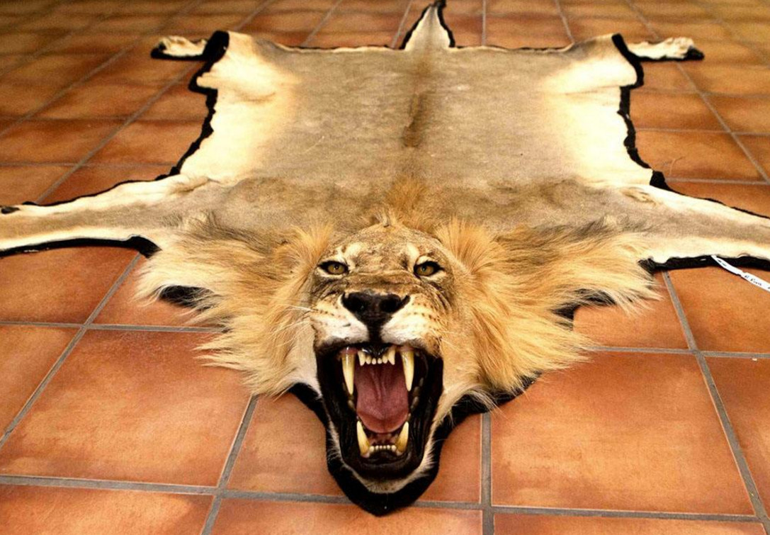 猎杀野生动物场面极其残忍,作为食肉的我看不下去了!