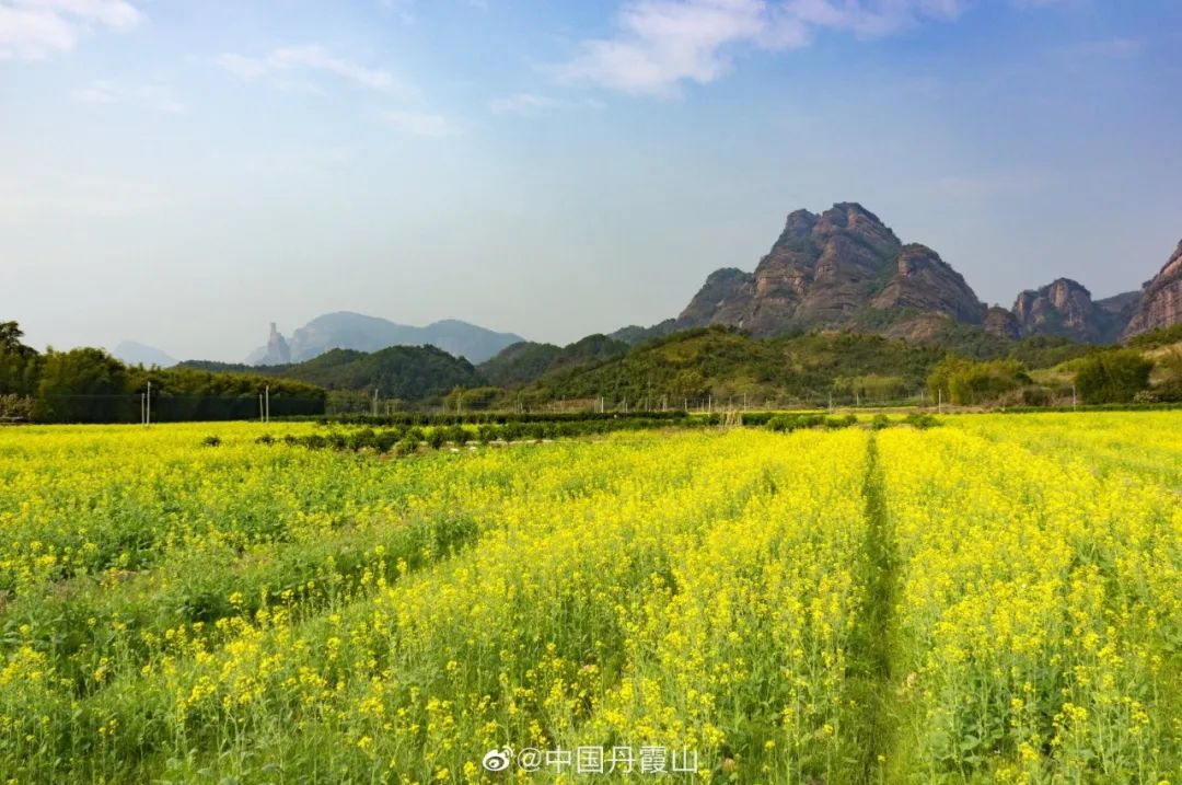 丹霞山千亩油菜花盛开等疫情结束我们一起去找春天