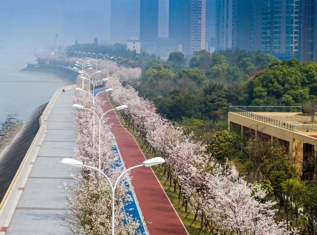 滨江区闻涛路"最美跑道",总在春日令人心生向往.