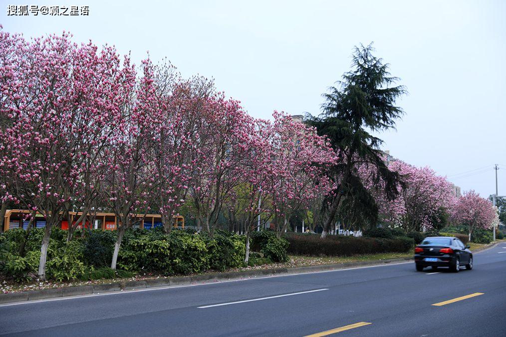 宁波有条开满玉兰花的路行在路上穿越花海里