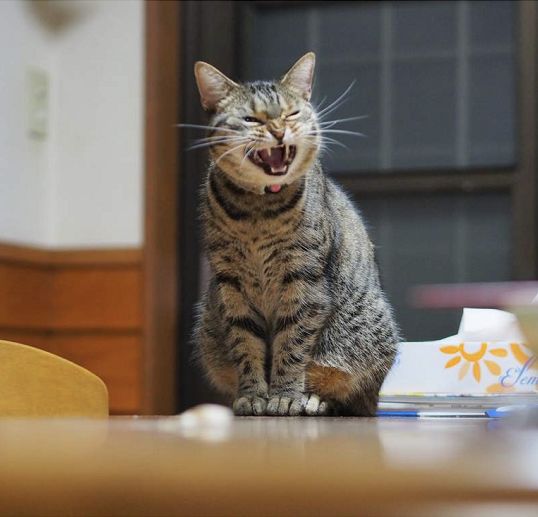 抓拍主子似笑非笑的照片后日推变成了大型夸夸群现场