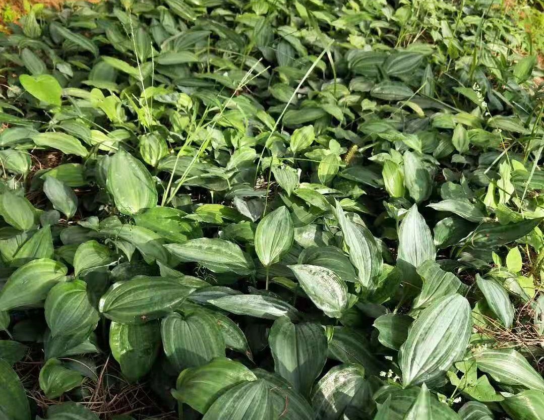 2020年红花滇黄精中药材种植前景