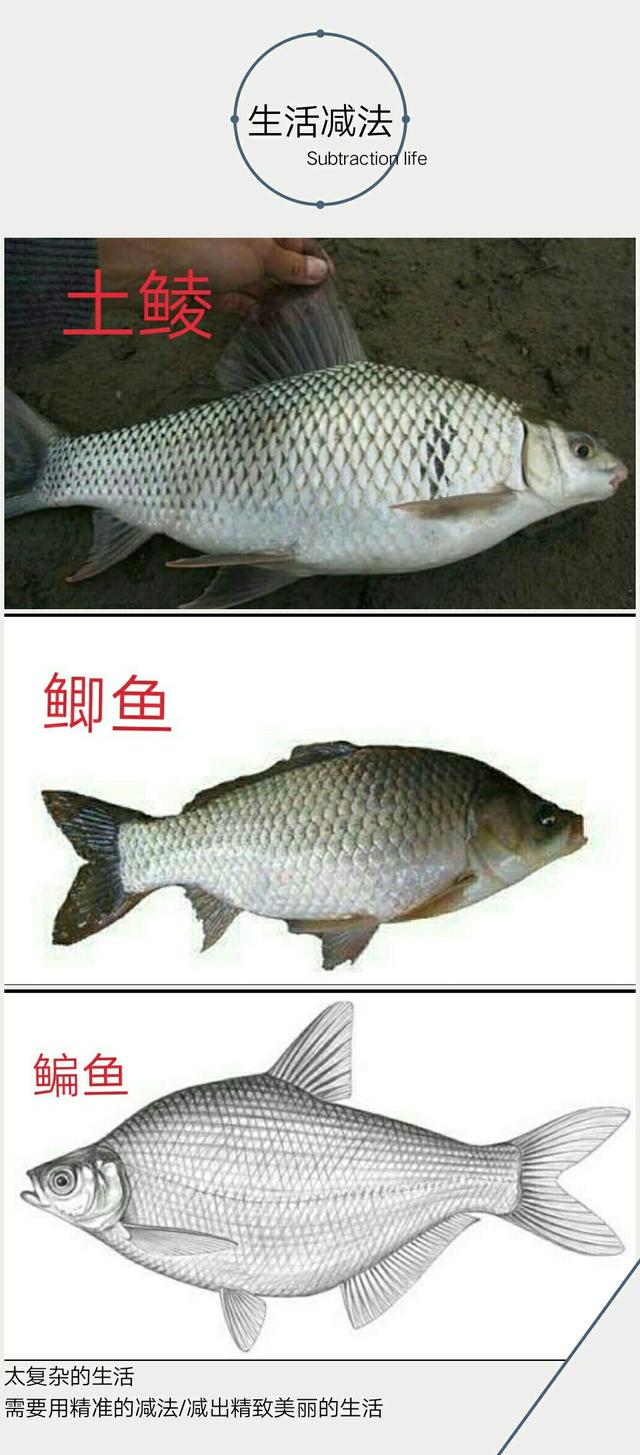 土鲮 麦鲮 泰鲮 红眼傻傻分不清楚?教你分辨方法_钓友