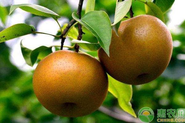 山梨种子怎么挑选育苗方法有哪些