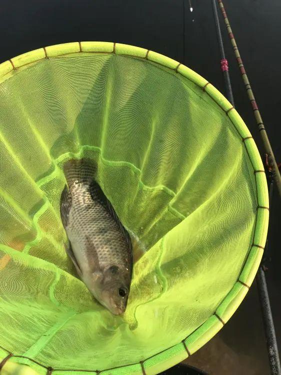 本汀希玥开光意外爽爆鲮_鲮鱼