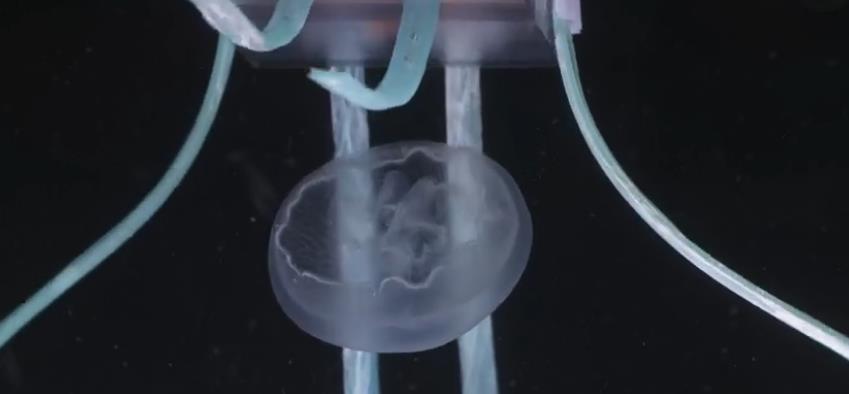 科技含量很高的逼真水母机器人