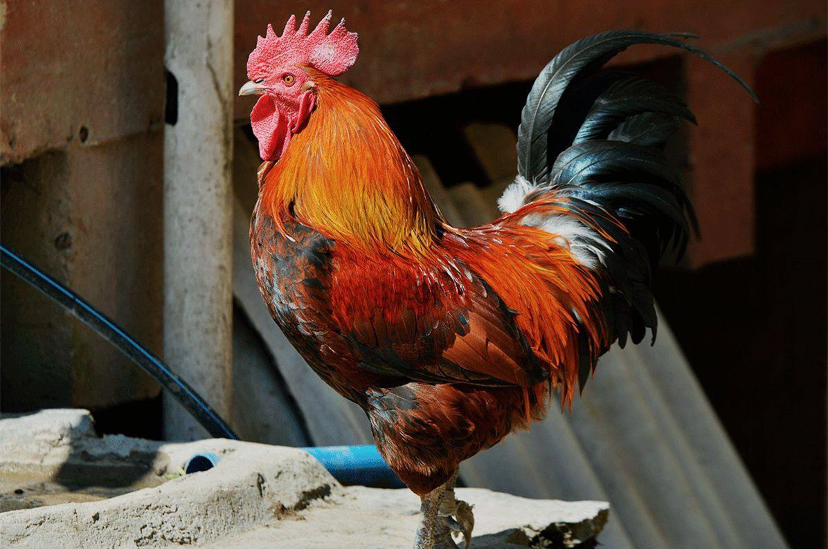 原创民间故事鸡公蛋