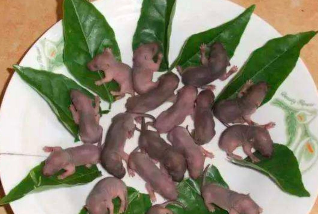 感,但他们却没有发现蝙蝠自身所带的病毒会让他们被感染,甚至害人害己