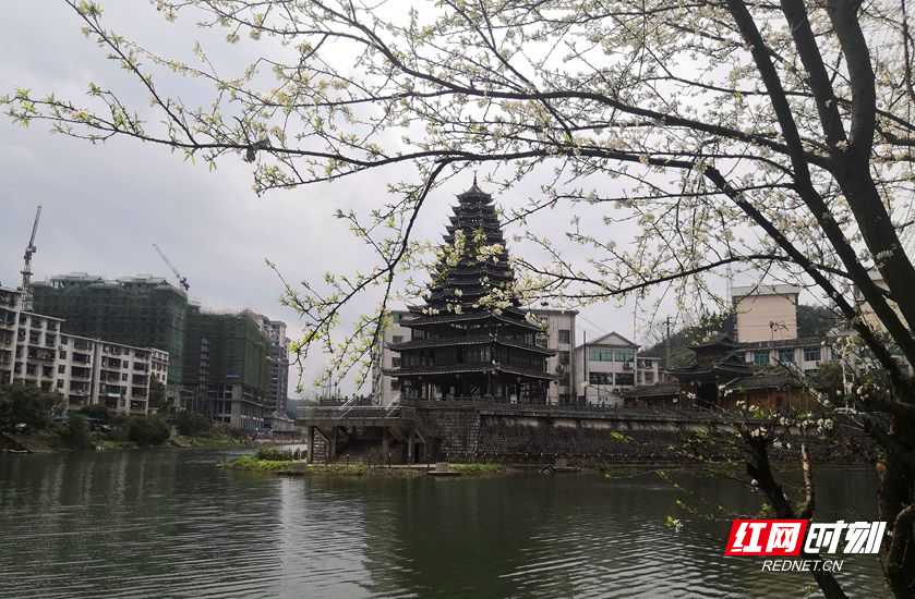 湖南省怀化市通道侗族自治县县城双江镇渠水岸边的油菜花,李花,绿柳与