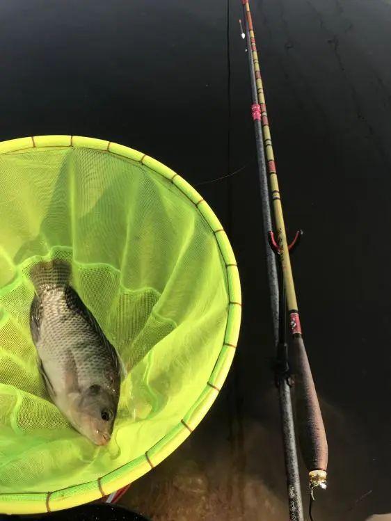 本汀希玥开光意外爽爆鲮_鲮鱼