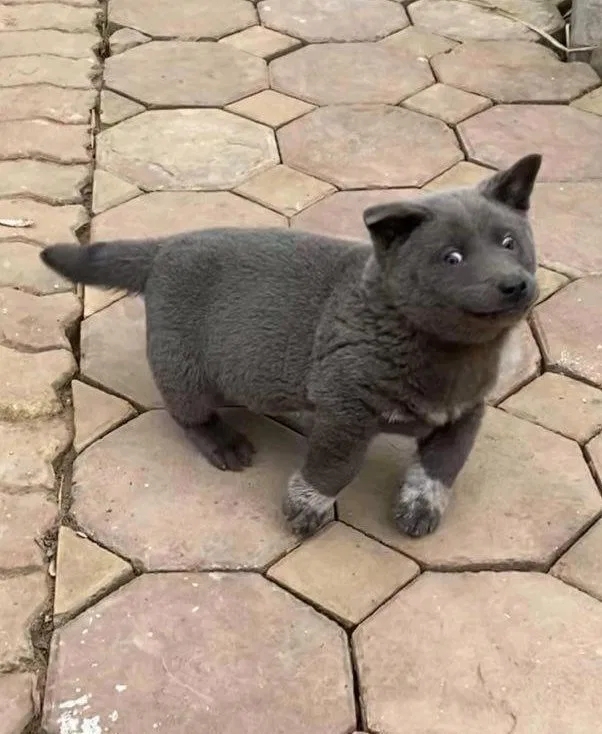 杜伊的主人说:杜伊是他从越南一个偏远山区捡回来的,是越南土狗和澳洲