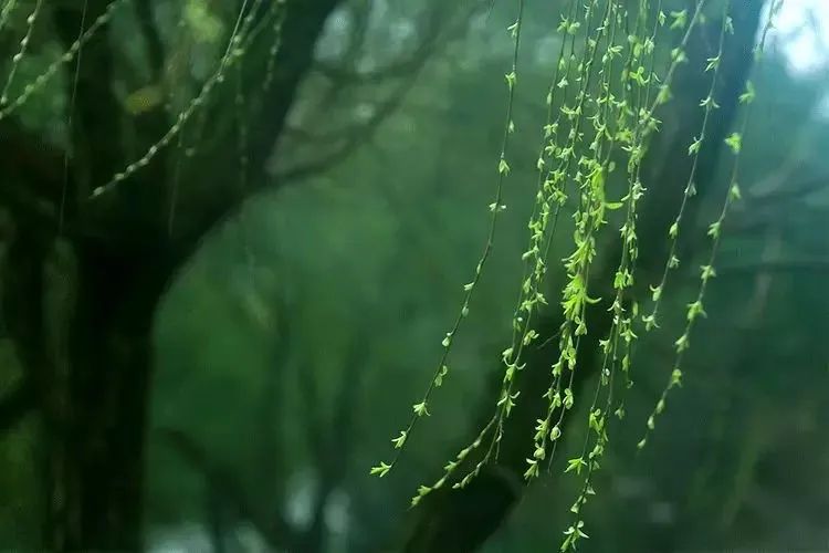 萬萬沒想到春雨貴如油是因為它