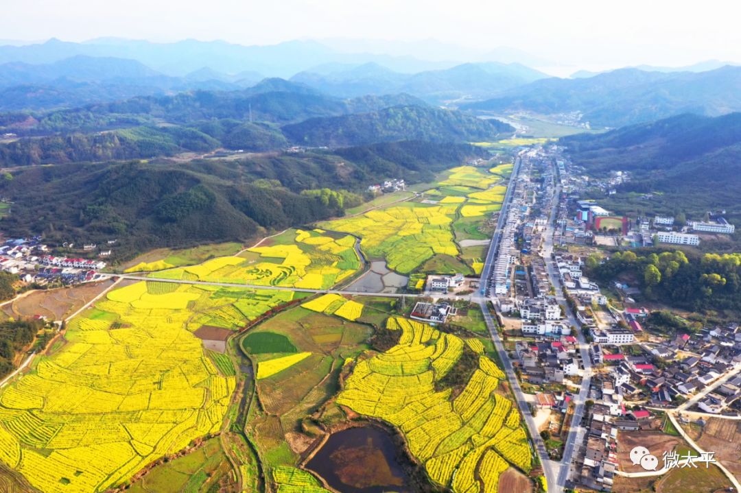 黄山新华乡花开渐盛春意浓