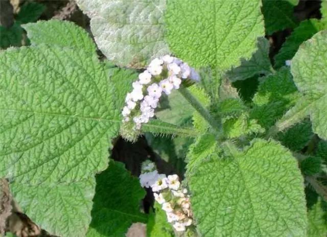 农村随处可见的这种癞蛤蟆草风湿疼痛可用见到后可摘点