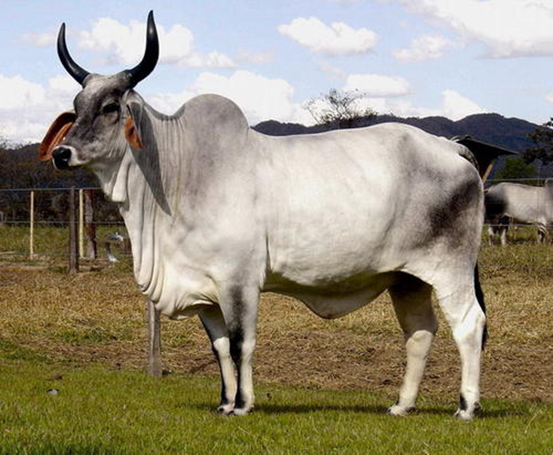 原创印度信奉牛不吃牛肉最后牛都去哪了不看的话一定不知道