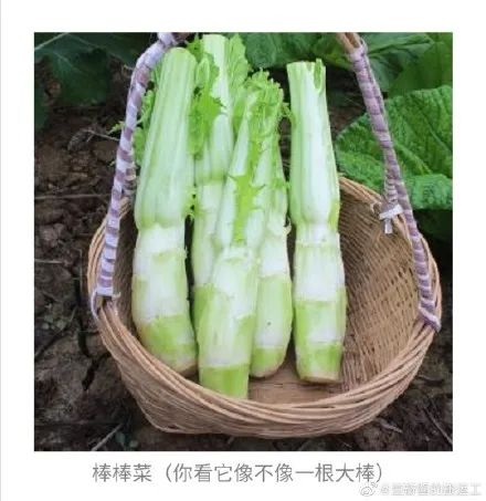 长得像娃娃的叫儿菜脑壳大的叫大头菜四川人取名字也太有梗了嘛