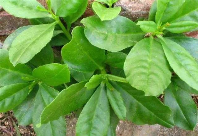 农村一种野草人参菜对于润肺生津有帮助遇见可以摘点