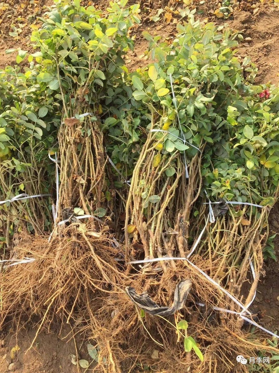 玫瑰花优质品种食用玫瑰丰花一号产业化发展一举三得