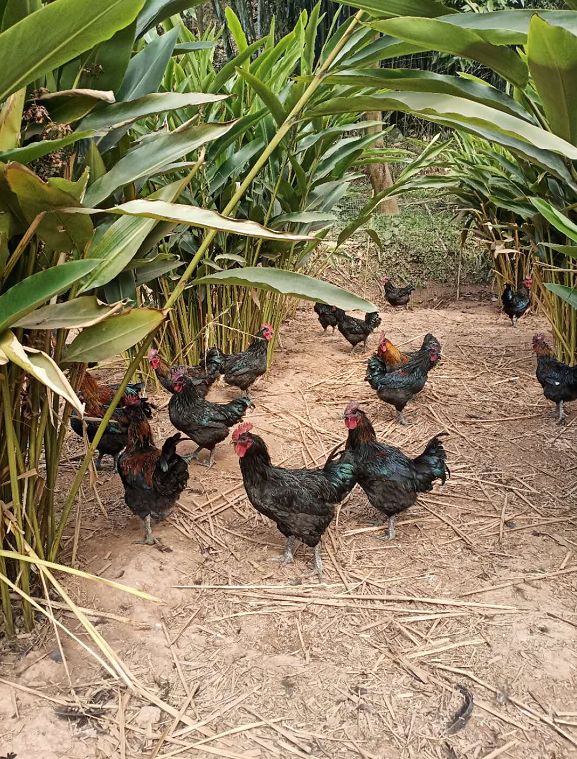 有些养在竹林下有些养在砂仁地里有些农户的鸡散养在茶叶地里是敞放散