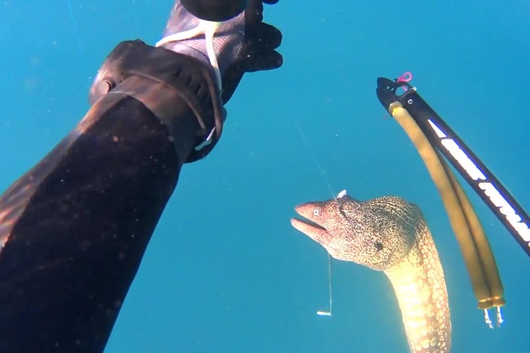 海底捕鱼资源太好超大海鳗