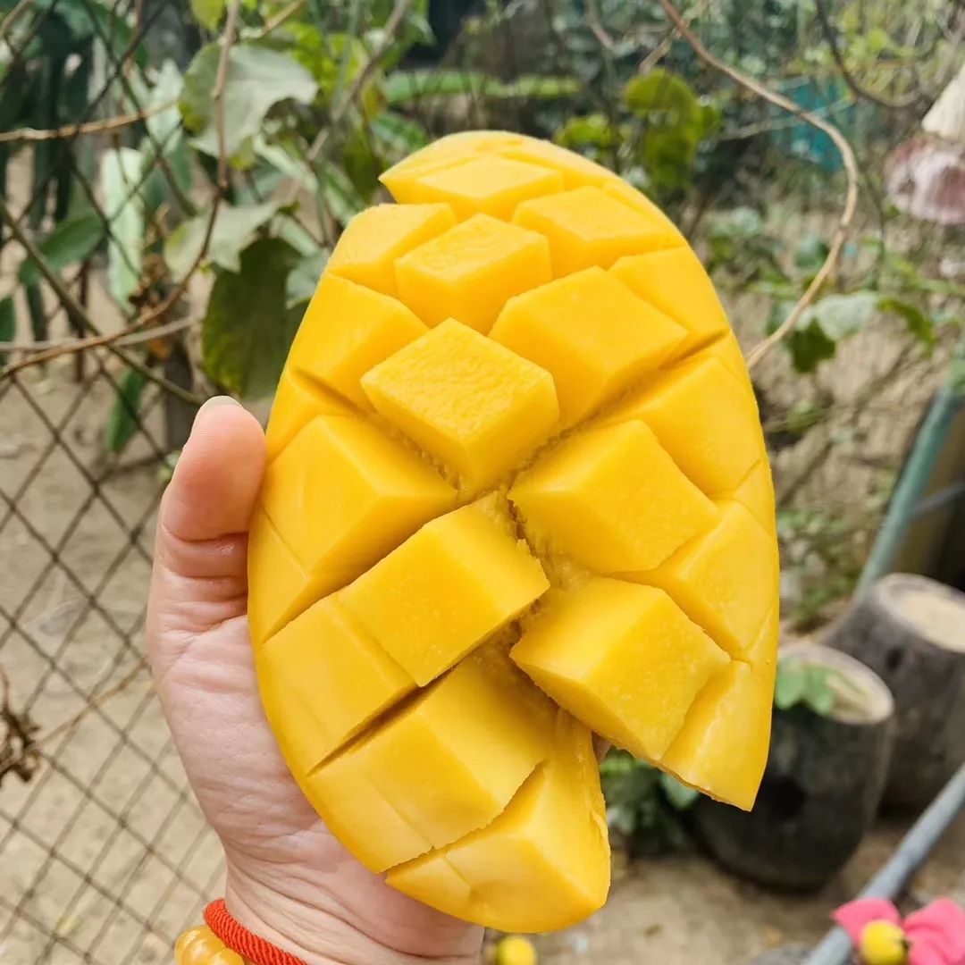 助农特别战队第二批金煌芒果上架啦78元10斤顺丰送到家