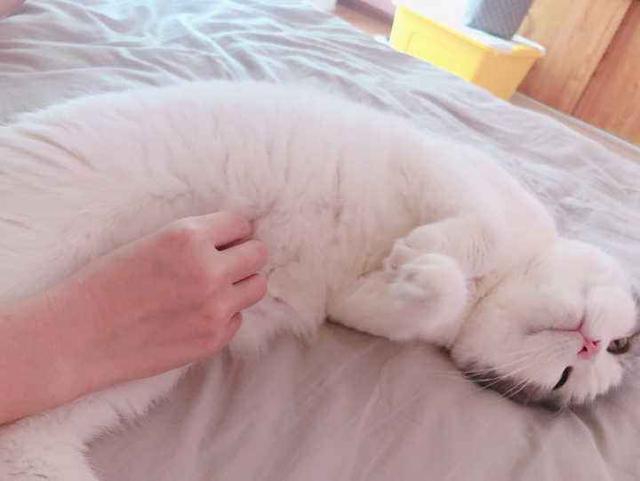 如果猫咪让你摸它这几样东西别怀疑它已经深深爱上你了