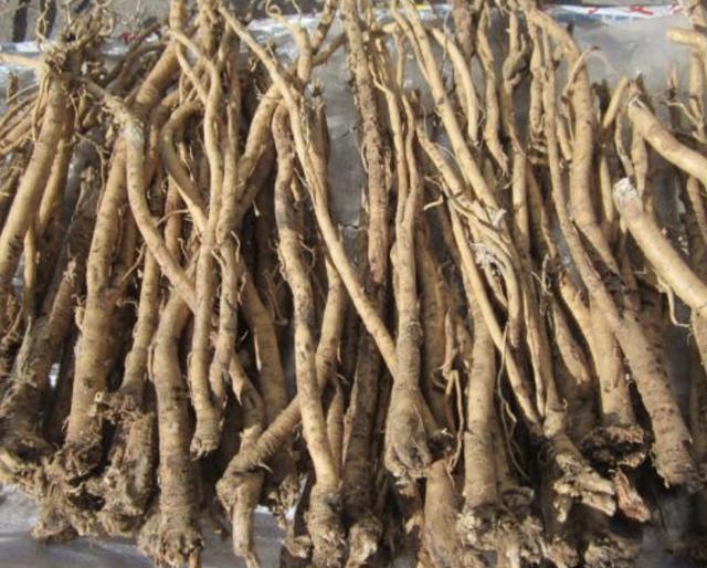 在家乡,若是见到1种"黄芪",请保护起来,和车前草一样珍贵_植物