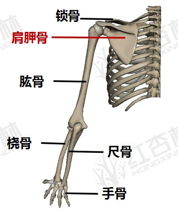 人体肩胛骨骼结构图图片