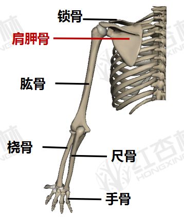 衡水正元中医医院专家教你快速调理肩背疼痛